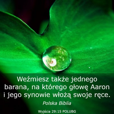 Picture 03 - Wyjścia 29:15 POLUBG - Weźmiesz także jednego barana, na którego - Bible Verse Picture