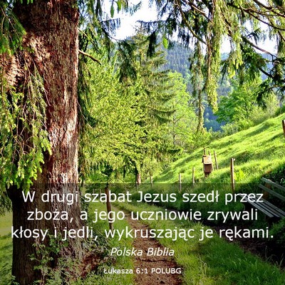 Picture 03 - Łukasza 6:1 POLUBG - W drugi szabat Jezus szedł przez zboża, a jego - Bible Verse Picture