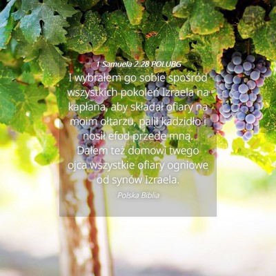 Picture 04 - 1 Samuela 2:28 POLUBG - I wybrałem go sobie spośród wszystkich - Bible Verse Picture