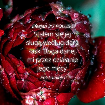 Picture 04 - Efezjan 3:7 POLUBG - Stałem się jej sługą według daru łaski Boga - Bible Verse Picture