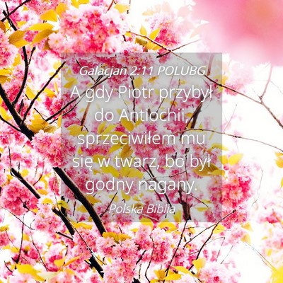 Picture 04 - Galacjan 2:11 POLUBG - A gdy Piotr przybył do Antiochii, sprzeciwiłem - Bible Verse Picture