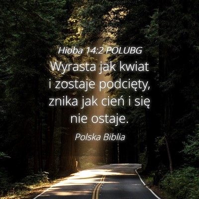 Picture 04 - Hioba 14:2 POLUBG - Wyrasta jak kwiat i zostaje podcięty, znika jak - Bible Verse Picture