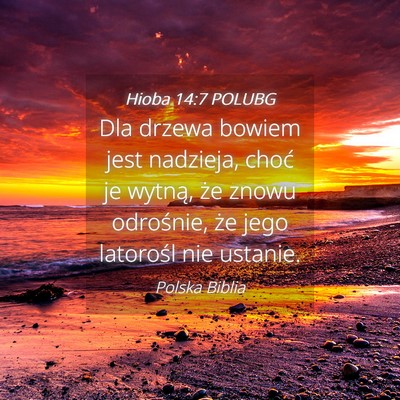 Picture 04 - Hioba 14:7 POLUBG - Dla drzewa bowiem jest nadzieja, choć je wytną, - Bible Verse Picture