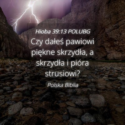 Picture 04 - Hioba 39:13 POLUBG - Czy dałeś pawiowi piękne skrzydła, a - Bible Verse Picture