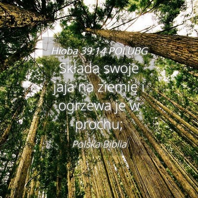 Picture 04 - Hioba 39:14 POLUBG - Składa swoje jaja na ziemię i ogrzewa je w - Bible Verse Picture