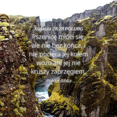 Picture 04 - Izajasza 28:28 POLUBG - Pszenicę młóci się, ale nie bez końca, i nie - Bible Verse Picture