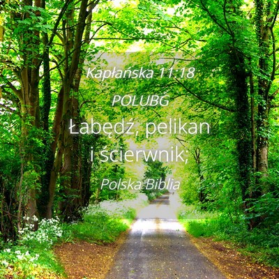 Picture 04 - Kapłańska 11:18 POLUBG - Łabędź, pelikan i - Bible Verse Picture