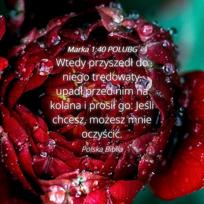 Picture 04 - Marka 1:40 POLUBG - Wtedy przyszedł do niego trędowaty, upadł - Bible Verse Picture