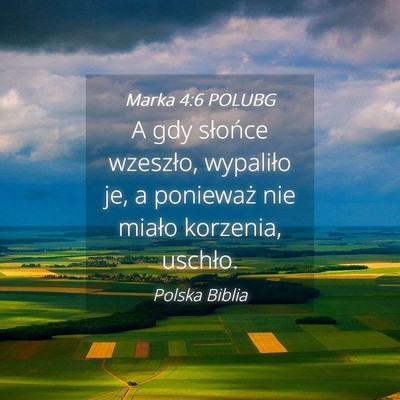 Picture 04 - Marka 4:6 POLUBG - A gdy słońce wzeszło, wypaliło je, a - Bible Verse Picture