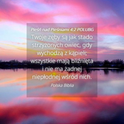 Picture 04 - Pieśń nad Pieśniami 4:2 POLUBG - Twoje zęby są jak stado strzyżonych owiec, gdy - Bible Verse Picture