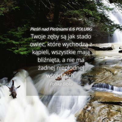 Picture 04 - Pieśń nad Pieśniami 6:6 POLUBG - Twoje zęby są jak stado owiec, które wychodzą - Bible Verse Picture