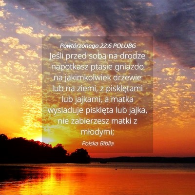 Picture 04 - Powtórzonego 22:6 POLUBG - Jeśli przed sobą na drodze napotkasz ptasie - Bible Verse Picture