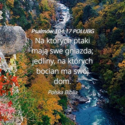 Picture 04 - Psalmów 104:17 POLUBG - Na których ptaki mają swe gniazda; jedliny, na - Bible Verse Picture