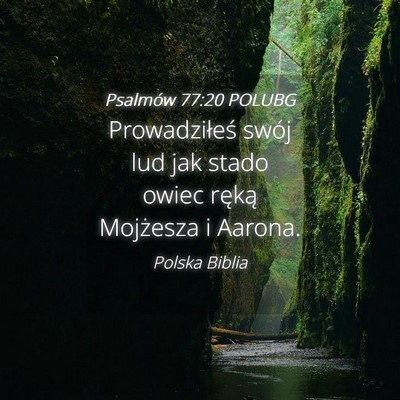 Picture 04 - Psalmów 77:20 POLUBG - Prowadziłeś swój lud jak stado owiec ręką - Bible Verse Picture
