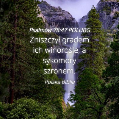 Picture 04 - Psalmów 78:47 POLUBG - Zniszczył gradem ich winorośle, a sykomory - Bible Verse Picture