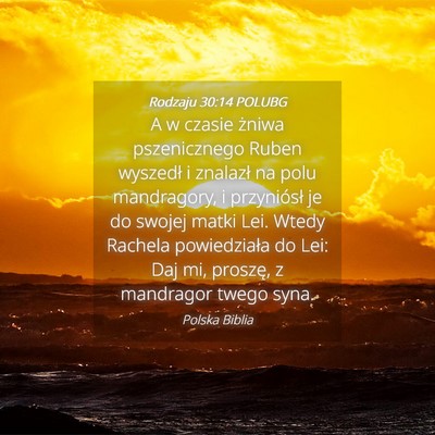Picture 04 - Rodzaju 30:14 POLUBG - A w czasie żniwa pszenicznego Ruben wyszedł i - Bible Verse Picture