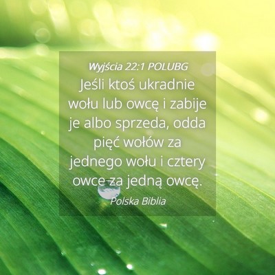 Picture 04 - Wyjścia 22:1 POLUBG - Jeśli ktoś ukradnie wołu lub owcę i zabije je - Bible Verse Picture