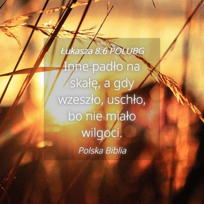 Picture 04 - Łukasza 8:6 POLUBG - Inne padło na skałę, a gdy wzeszło, uschło, - Bible Verse Picture
