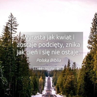 Picture 05 - Hioba 14:2 POLUBG - Wyrasta jak kwiat i zostaje podcięty, znika jak - Bible Verse Picture