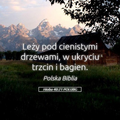 Picture 05 - Hioba 40:21 POLUBG - Leży pod cienistymi drzewami, w ukryciu trzcin i - Bible Verse Picture