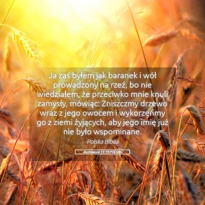 Picture 05 - Jeremiasza 11:19 POLUBG - Ja zaś byłem jak baranek i wół prowadzony na - Bible Verse Picture