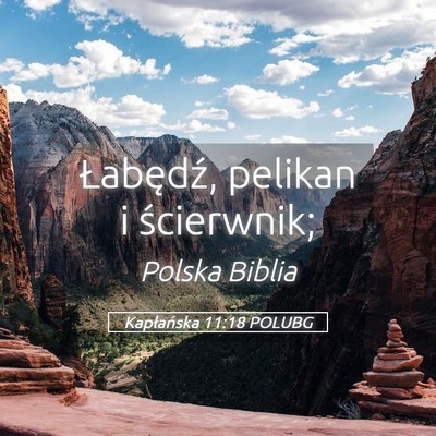Picture 05 - Kapłańska 11:18 POLUBG - Łabędź, pelikan i - Bible Verse Picture