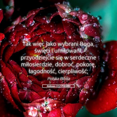 Picture 05 - Kolosan 3:12 POLUBG - Tak więc jako wybrani Boga, święci i - Bible Verse Picture