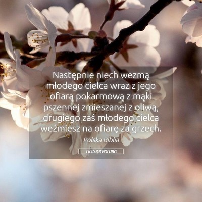 Picture 05 - Liczb 8:8 POLUBG - Następnie niech wezmą młodego cielca wraz z - Bible Verse Picture