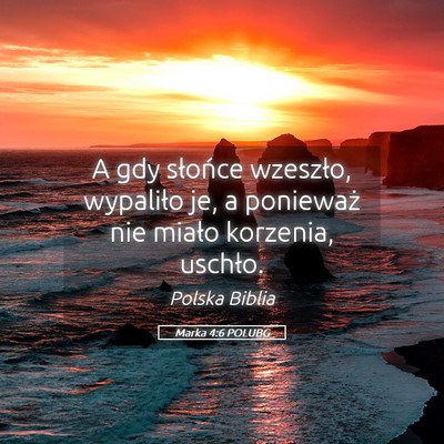 Picture 05 - Marka 4:6 POLUBG - A gdy słońce wzeszło, wypaliło je, a - Bible Verse Picture
