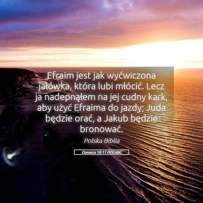 Picture 05 - Ozeasza 10:11 POLUBG - Efraim jest jak wyćwiczona jałówka, która - Bible Verse Picture