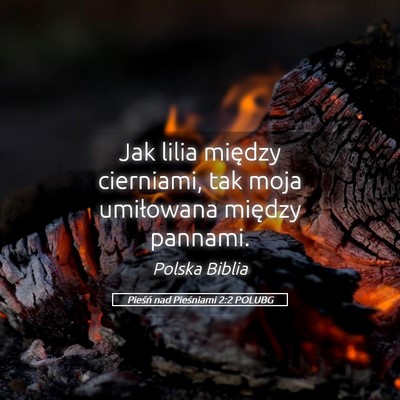Picture 05 - Pieśń nad Pieśniami 2:2 POLUBG - Jak lilia między cierniami, tak moja umiłowana - Bible Verse Picture