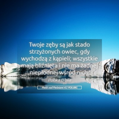 Picture 05 - Pieśń nad Pieśniami 4:2 POLUBG - Twoje zęby są jak stado strzyżonych owiec, gdy - Bible Verse Picture