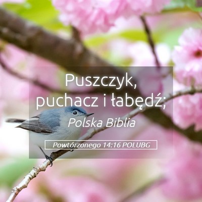 Picture 05 - Powtórzonego 14:16 POLUBG - Puszczyk, puchacz i - Bible Verse Picture