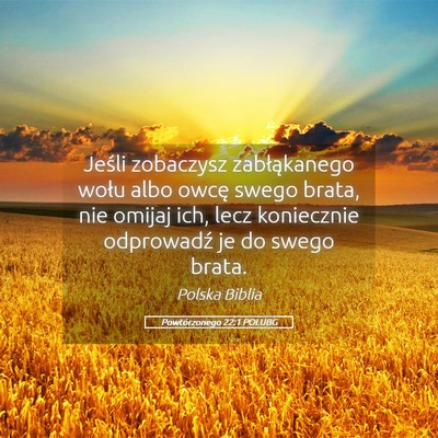 Picture 05 - Powtórzonego 22:1 POLUBG - Jeśli zobaczysz zabłąkanego wołu albo owcę - Bible Verse Picture