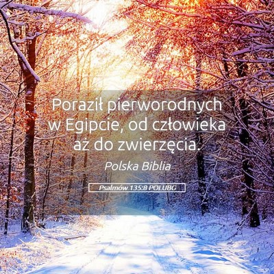Picture 05 - Psalmów 135:8 POLUBG - Poraził pierworodnych w Egipcie, od człowieka - Bible Verse Picture