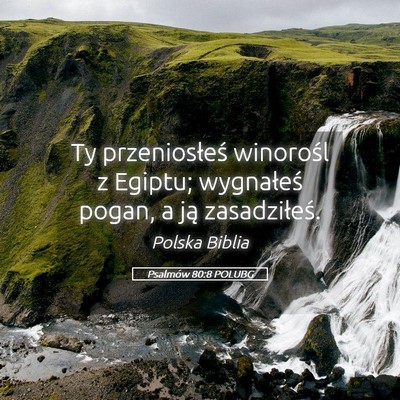 Picture 05 - Psalmów 80:8 POLUBG - Ty przeniosłeś winorośl z Egiptu; wygnałeś - Bible Verse Picture