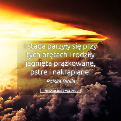 Picture 05 - Rodzaju 30:39 POLUBG - I stada parzyły się przy tych prętach i - Bible Verse Picture