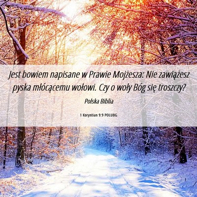 Picture 06 - 1 Koryntian 9:9 POLUBG - Jest bowiem napisane w Prawie Mojżesza: Nie - Bible Verse Picture