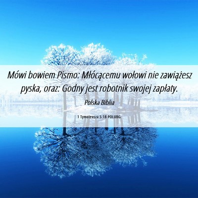 Picture 06 - 1 Tymoteusza 5:18 POLUBG - Mówi bowiem Pismo: Młócącemu wołowi nie - Bible Verse Picture