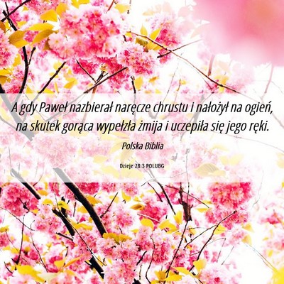 Picture 06 - Dzieje 28:3 POLUBG - A gdy Paweł nazbierał naręcze chrustu i - Bible Verse Picture