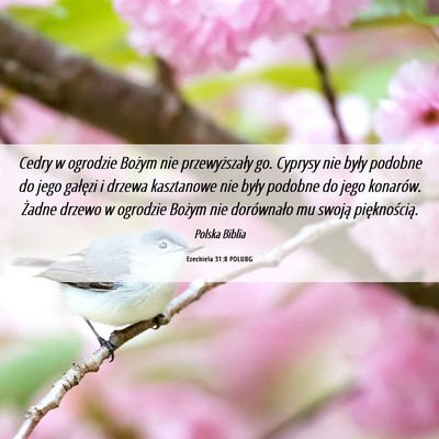 Picture 06 - Ezechiela 31:8 POLUBG - Cedry w ogrodzie Bożym nie przewyższały go. - Bible Verse Picture