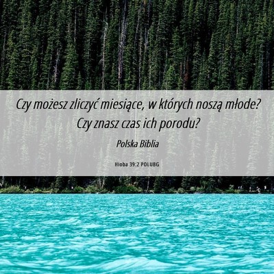 Picture 06 - Hioba 39:2 POLUBG - Czy możesz zliczyć miesiące, w których noszą - Bible Verse Picture