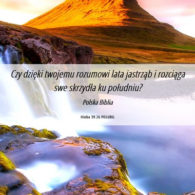 Picture 06 - Hioba 39:26 POLUBG - Czy dzięki twojemu rozumowi lata jastrząb i - Bible Verse Picture