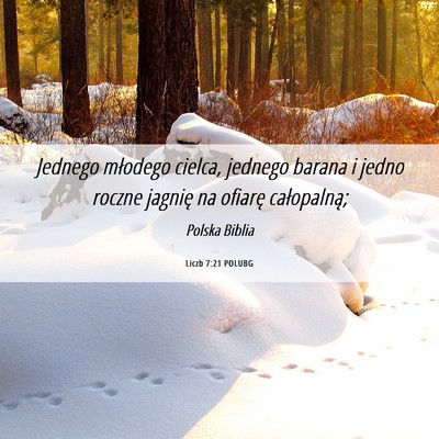 Picture 06 - Liczb 7:21 POLUBG - Jednego młodego cielca, jednego barana i jedno - Bible Verse Picture