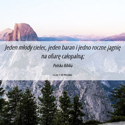 Picture 06 - Liczb 7:39 POLUBG - Jeden młody cielec, jeden baran i jedno roczne - Bible Verse Picture