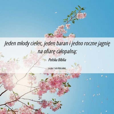 Picture 06 - Liczb 7:69 POLUBG - Jeden młody cielec, jeden baran i jedno roczne - Bible Verse Picture