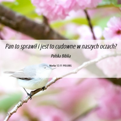 Picture 06 - Marka 12:11 POLUBG - Pan to sprawił i jest to cudowne w naszych - Bible Verse Picture