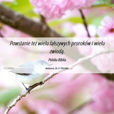Picture 06 - Mateusza 24:11 POLUBG - Powstanie też wielu fałszywych proroków i - Bible Verse Picture