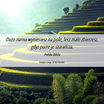 Picture 06 - Powtórzonego 28:38 POLUBG - Dużo ziarna wyniesiesz na pole, lecz mało - Bible Verse Picture