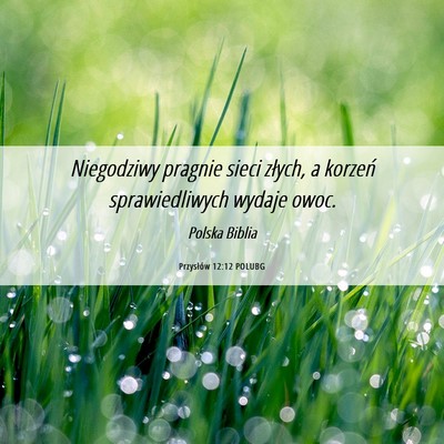 Picture 06 - Przysłów 12:12 POLUBG - Niegodziwy pragnie sieci złych, a korzeń - Bible Verse Picture